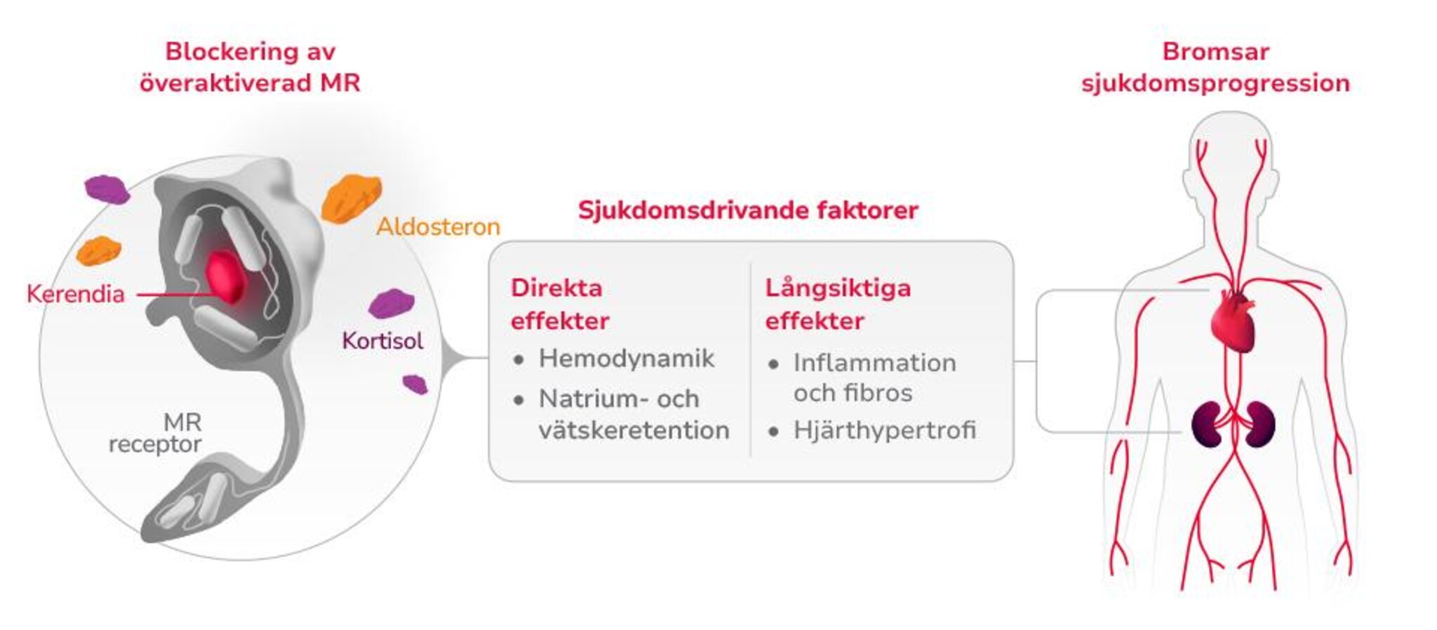 Blockering av överaktiverad MR